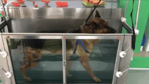Riabilitazione animali