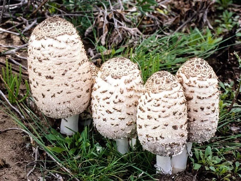 Coprinus comatus