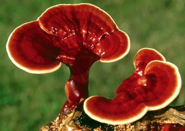 reishi