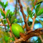 Ingredienti naturali per la pelle: oli, piante e alimenti